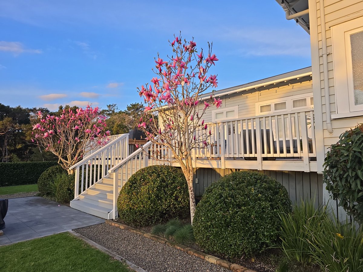 jayvanlent's tweet photo. July's pictures—we're loving how our gardens are looking! It’s so satisfying to get everything sorted and ready during winter ready for spring 😎✂️🌳 #gardens #gardening #auckland #coatesville #newzealand #livingart https://t.co/RKWus1Dddd