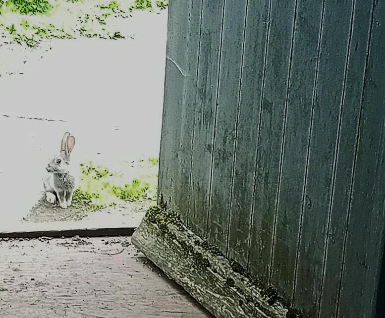 LordBriRobert1's tweet image. Just to lighten the mood.
It isn't a great picture, but I just had a little visitor.
Not quite pie size, just yet;