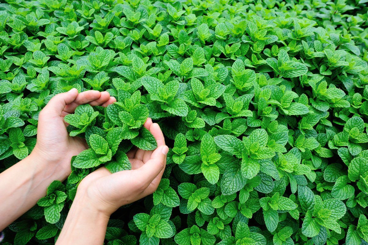 Cultivar hierbabuena y no confundirla con la menta: lo que aprendí cuando puse escucha, atención y sentido open.substack.com/pub/margavilan…