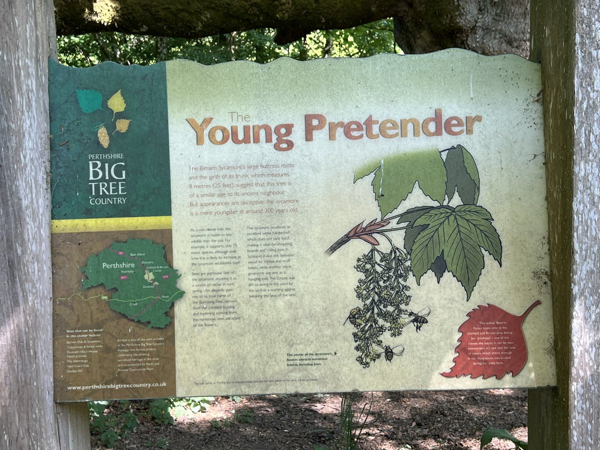 TiCLme's tweet image. You also get to see the ‘Young Pretender’, the Birnam sycamore.

A mere 300 years old but another #greattree 🏆🌳 and amazing root structure 🤩

(Cookie 🐶 there for scale)

#thicktrunktuesday