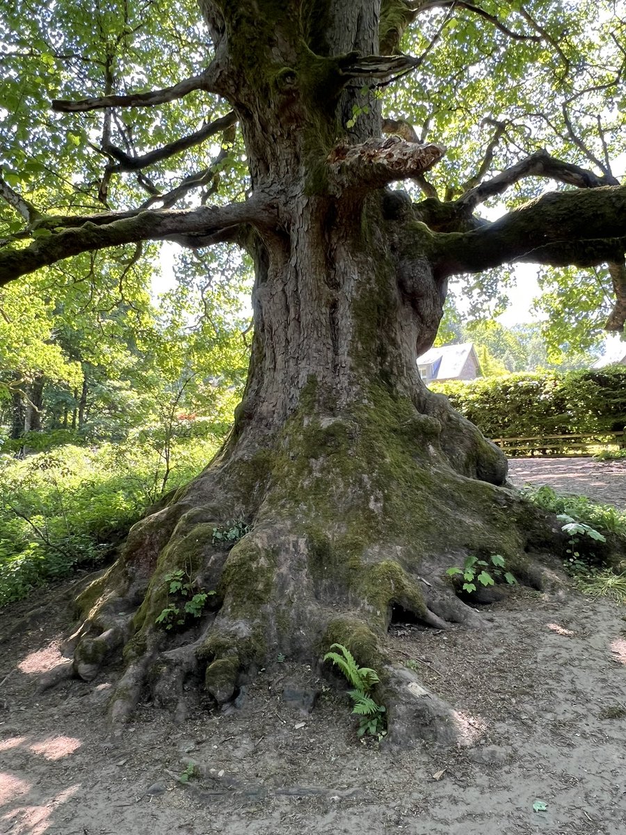 TiCLme's tweet image. You also get to see the ‘Young Pretender’, the Birnam sycamore.

A mere 300 years old but another #greattree 🏆🌳 and amazing root structure 🤩

(Cookie 🐶 there for scale)

#thicktrunktuesday