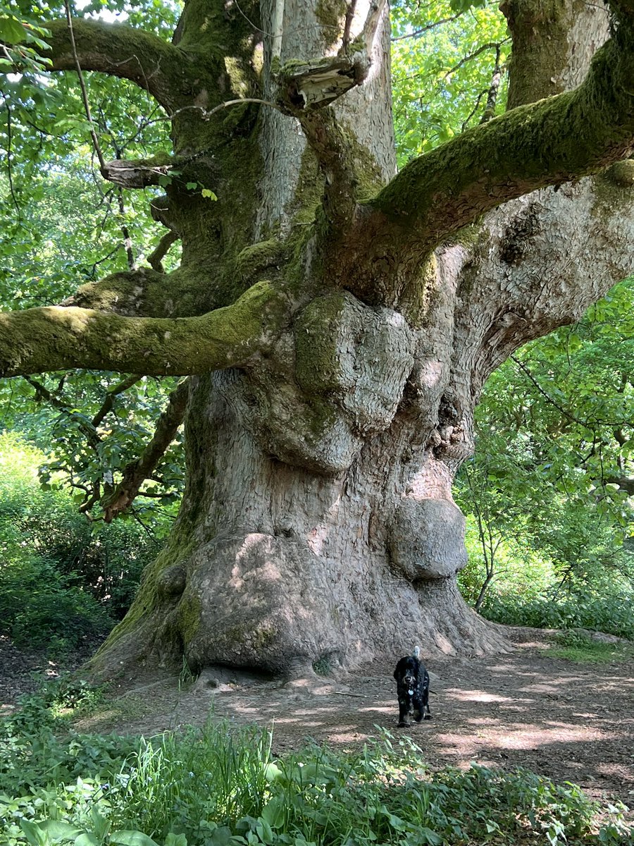 TiCLme's tweet image. You also get to see the ‘Young Pretender’, the Birnam sycamore.

A mere 300 years old but another #greattree 🏆🌳 and amazing root structure 🤩

(Cookie 🐶 there for scale)

#thicktrunktuesday