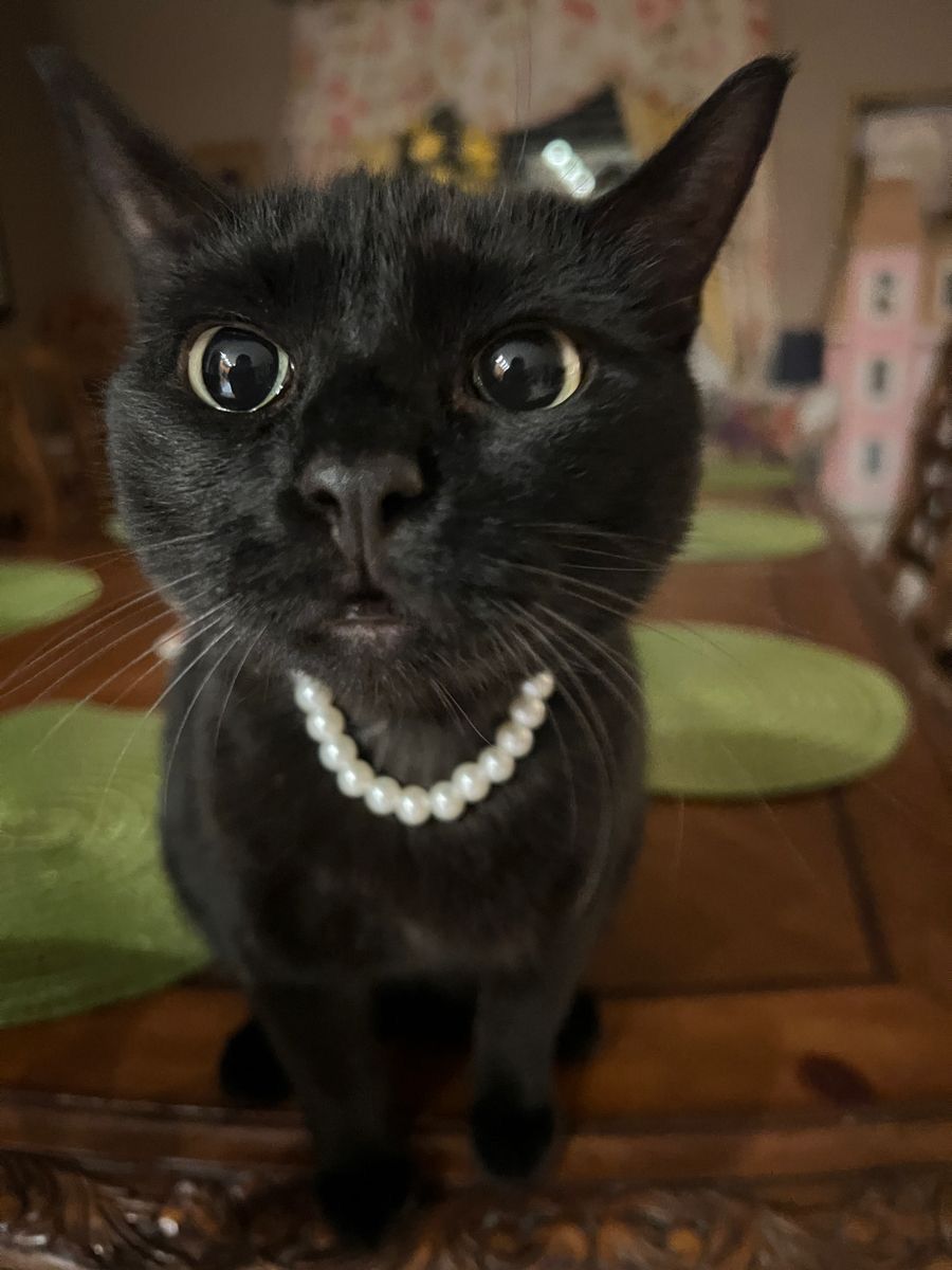 Black cats are not bad luck (@visualscat) on Twitter photo 