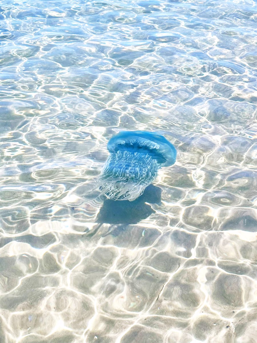 海で撮影してたら綺麗すぎるクラゲがいた