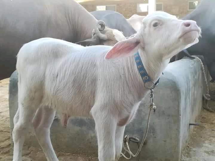 پاکستانی tweet media