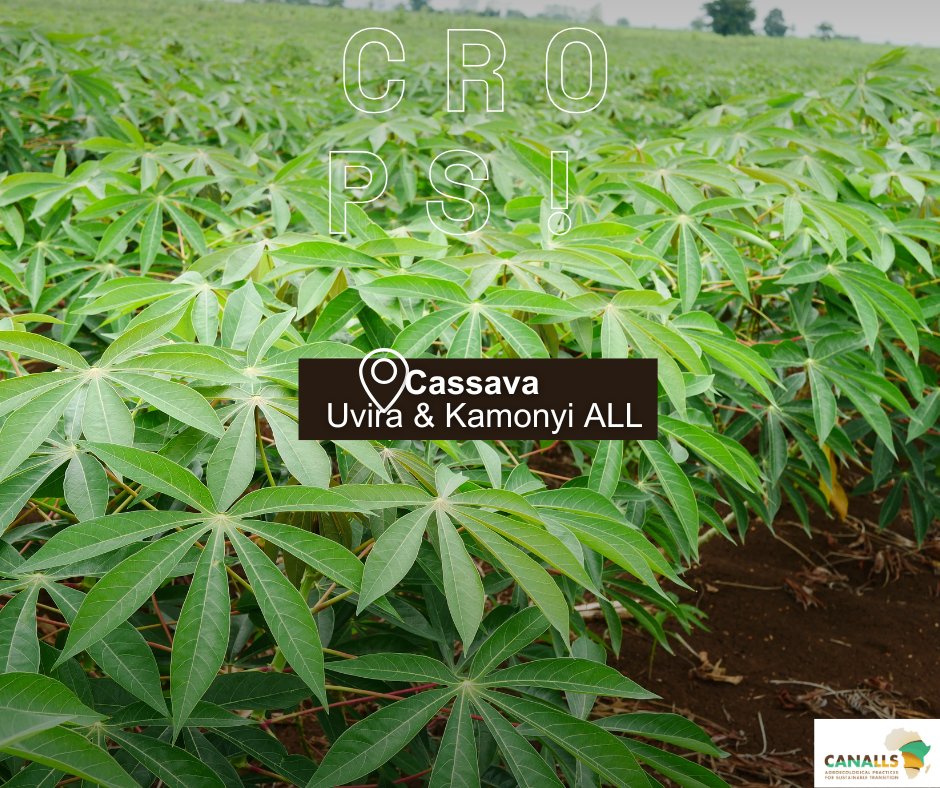 📣 #CropSpotlight: Cassava in CANALLS! 🌿
Cassava is one of the key crops cultivated in the CANALLS Agroecology Living Labs in both Kamonyi (Rwanda) and Uvira (DRC)!

Learn more about our ALLs: canalls-project.eu/alls/our-alls

#Cassava #Agroecology #CANALLS #ClimateResilience