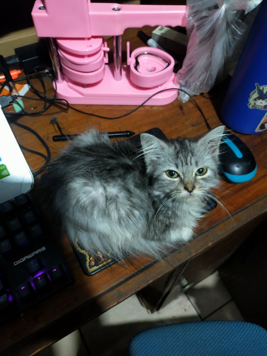 Belle 🥹 thank you for always stealing my food and being there. Especially your last days with me while I was cramming my merch for PGDX and working with my comms. You like to hang around my desk and sleep in my bed. You're with Wise now. I love you