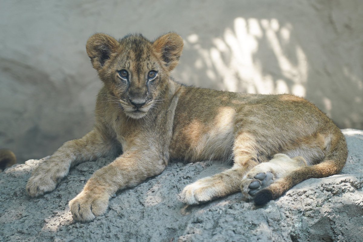 今年2月17日に生まれたライオン。
あどけない表情は残しつつも・・・
ガッチリとした体つきに 💪💪

／
生後5カ月半で 🐾
こんなに勇ましく成長しました ☺️
＼

#lioncub #富士サファリパーク 
fujisafari.co.jp/news/baby/4822…