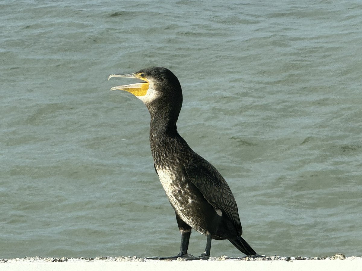 WurfTwain's tweet photo. Jonge aalscholver op de Pier. Een majestueuze vogel. Zo dichtbij zie je ze zelden. #scheveningen #aalscholver #vogel https://t.co/wSwap74RS0