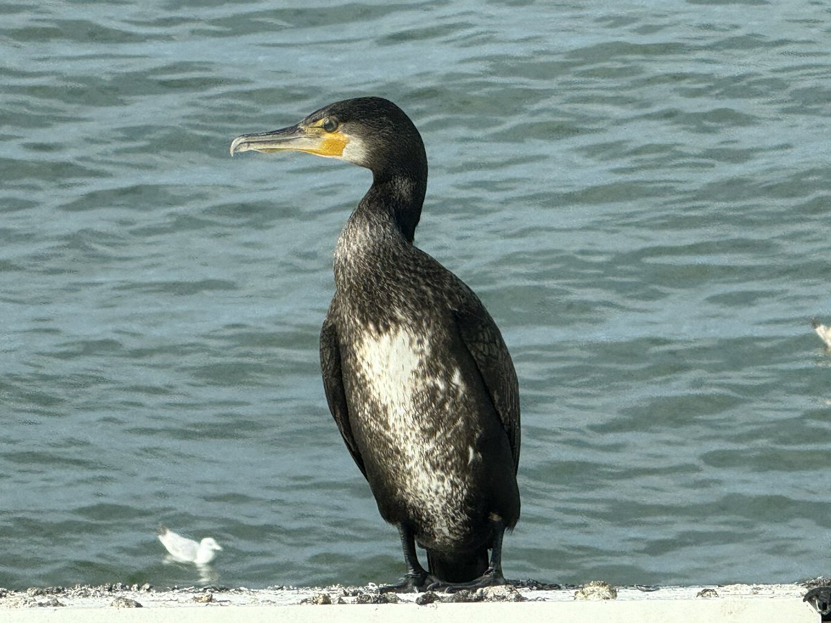 WurfTwain's tweet photo. Jonge aalscholver op de Pier. Een majestueuze vogel. Zo dichtbij zie je ze zelden. #scheveningen #aalscholver #vogel https://t.co/wSwap74RS0