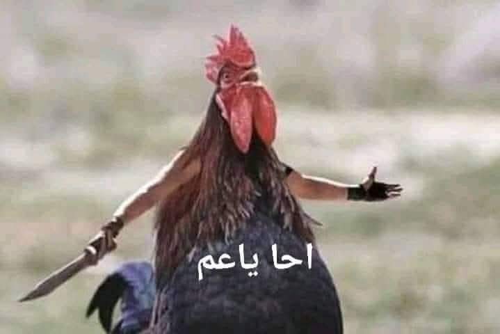 تسلل الذئب فصاح الديك فنبح الكلب فانتبه الراعي فقام الاهل 
فر الذئب فنجي القطيع واطمأن الراعي واستلقي الكلب واحتفل الاهل فذبـ...ـحو الديك
الديك : -- 👇👇😂😂