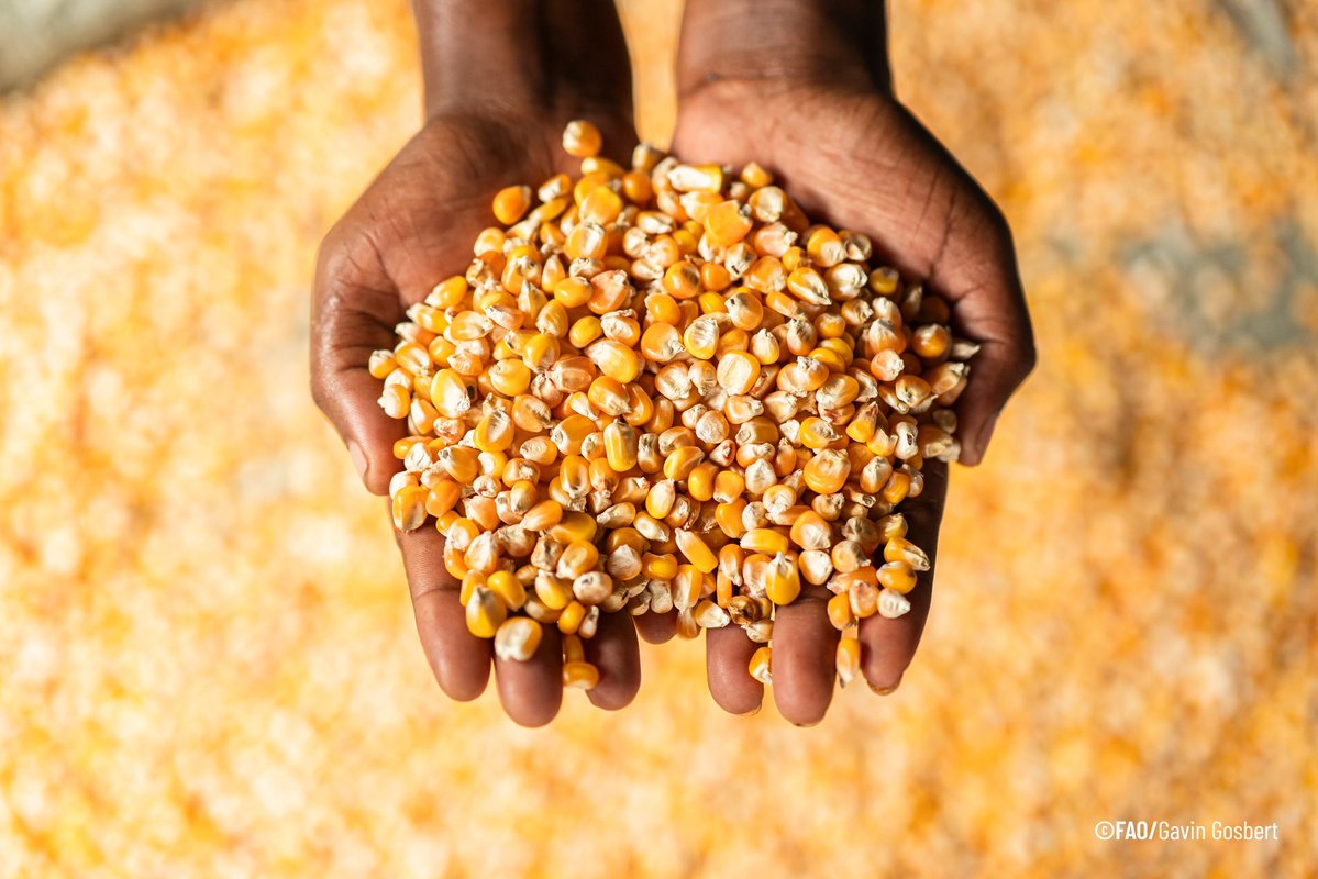 Boa notícia: Brasil sai do Mapa da Fome, segundo números anunciados ontem pela FAO em cúpula realizada em Adis Abeba. Menos de 2,5% da população sem acesso a alimentação suficiente. Brasil tinha voltado ao Mapa em 2021.