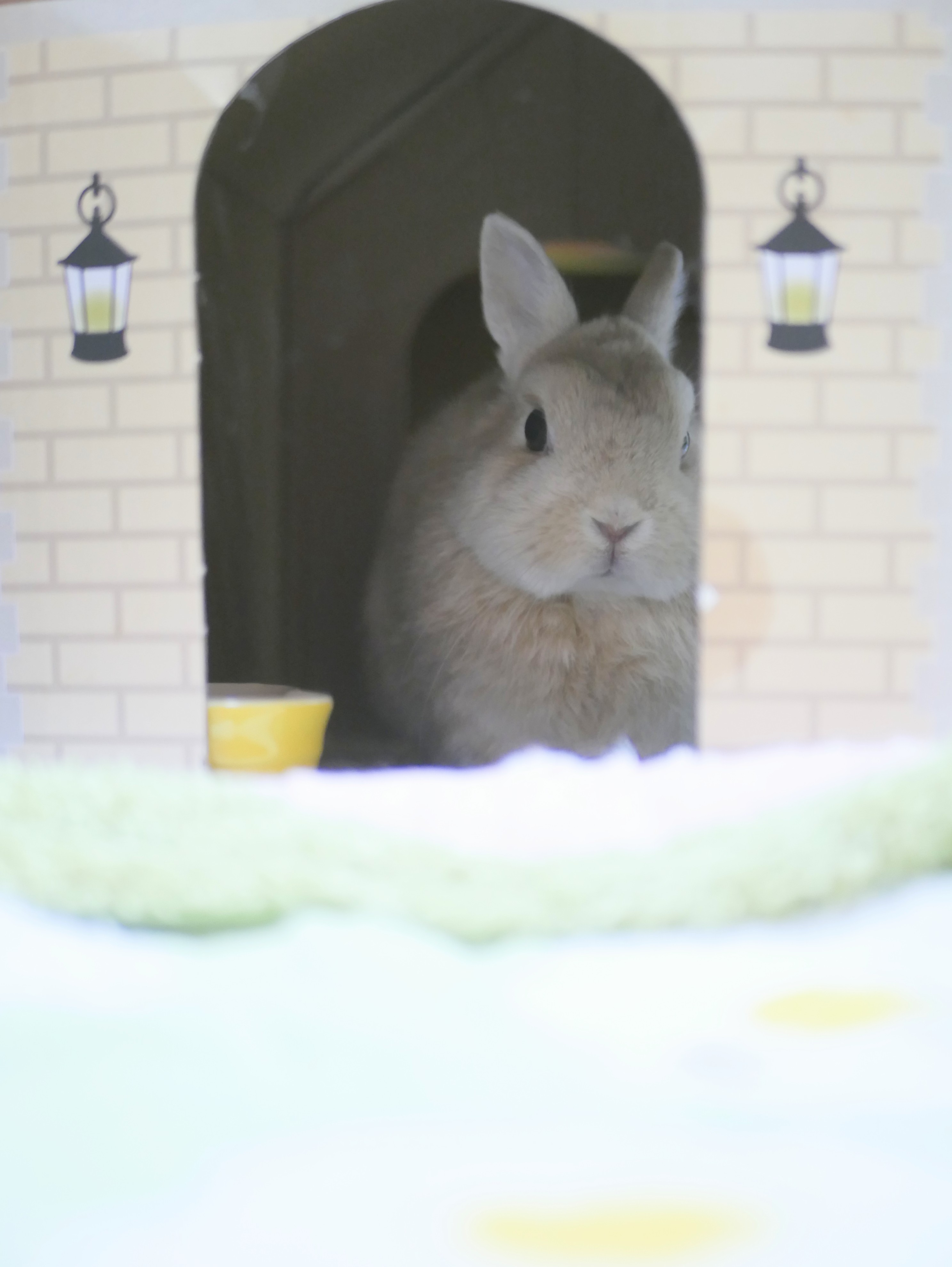 ヒノキのうさぎ様 うさぎのひのき🌳 Hinoki bunny on X: 
