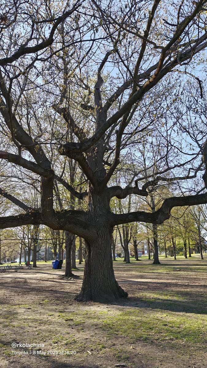 #thicktrunktuesday 
#theme_pic_world_trees