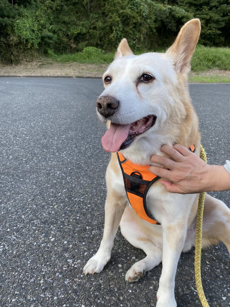 こんばんは！
チャッピーが空に行ってから一年が経ちました！
心の隙間はまだ埋まりません！
今夜はチャッピーと美味しいご飯を家族で食べています！！
これからも前を向いて生きていきます！
まだまだ暑い日々が続きますので、皆々様ご自愛下さい！