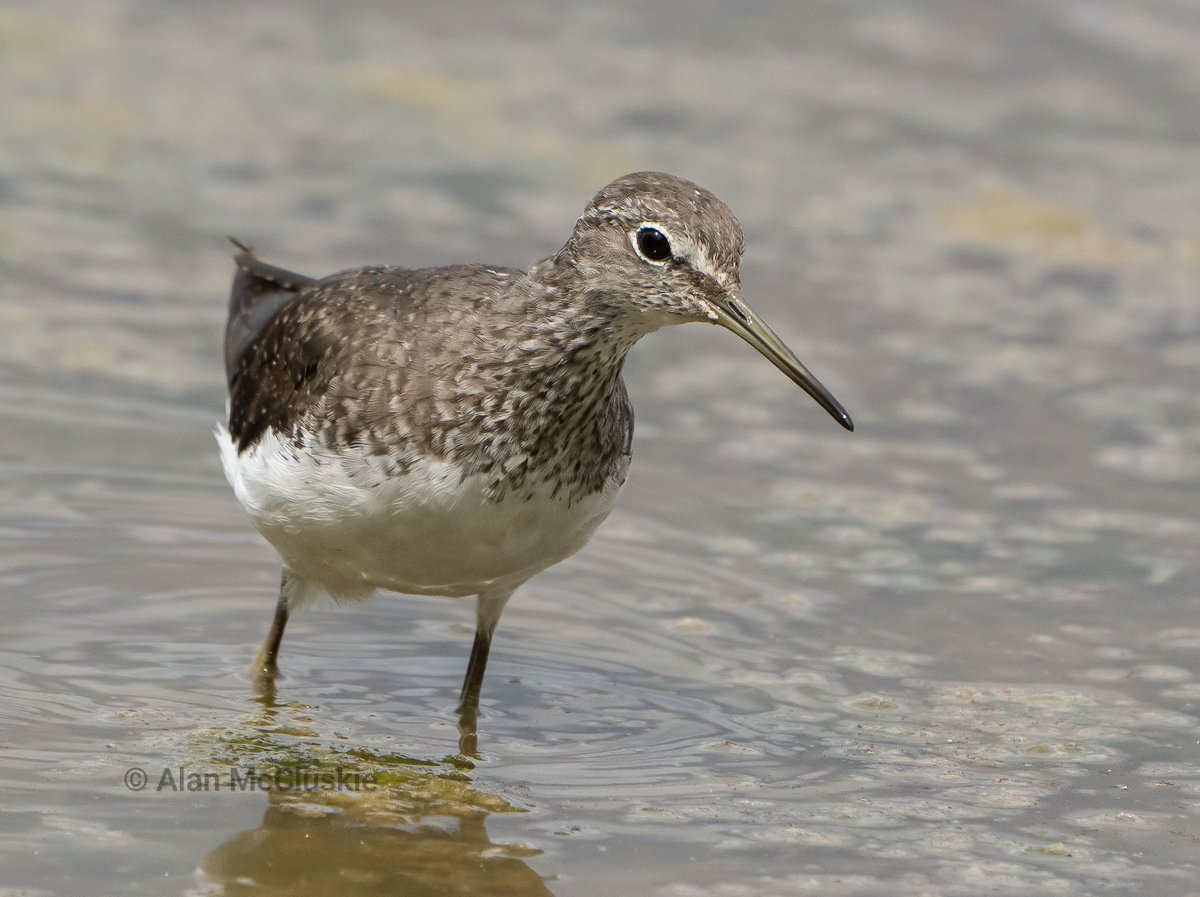 Alan's Birds and Wildlife Images (@alanmccluskie) on Twitter photo #greensandpiper <a href="/WWTSlimbridge/">WWT Slimbridge</a> #waders #shorebrds <a href="/waderquest/">Wader Quest</a> <a href="/rawbirds/">RAW BIRDS Nature Photography</a> #greensandpiper <a href="/WWTSlimbridge/">WWT Slimbridge</a> #waders #shorebrds <a href="/waderquest/">Wader Quest</a> <a href="/rawbirds/">RAW BIRDS Nature Photography</a>