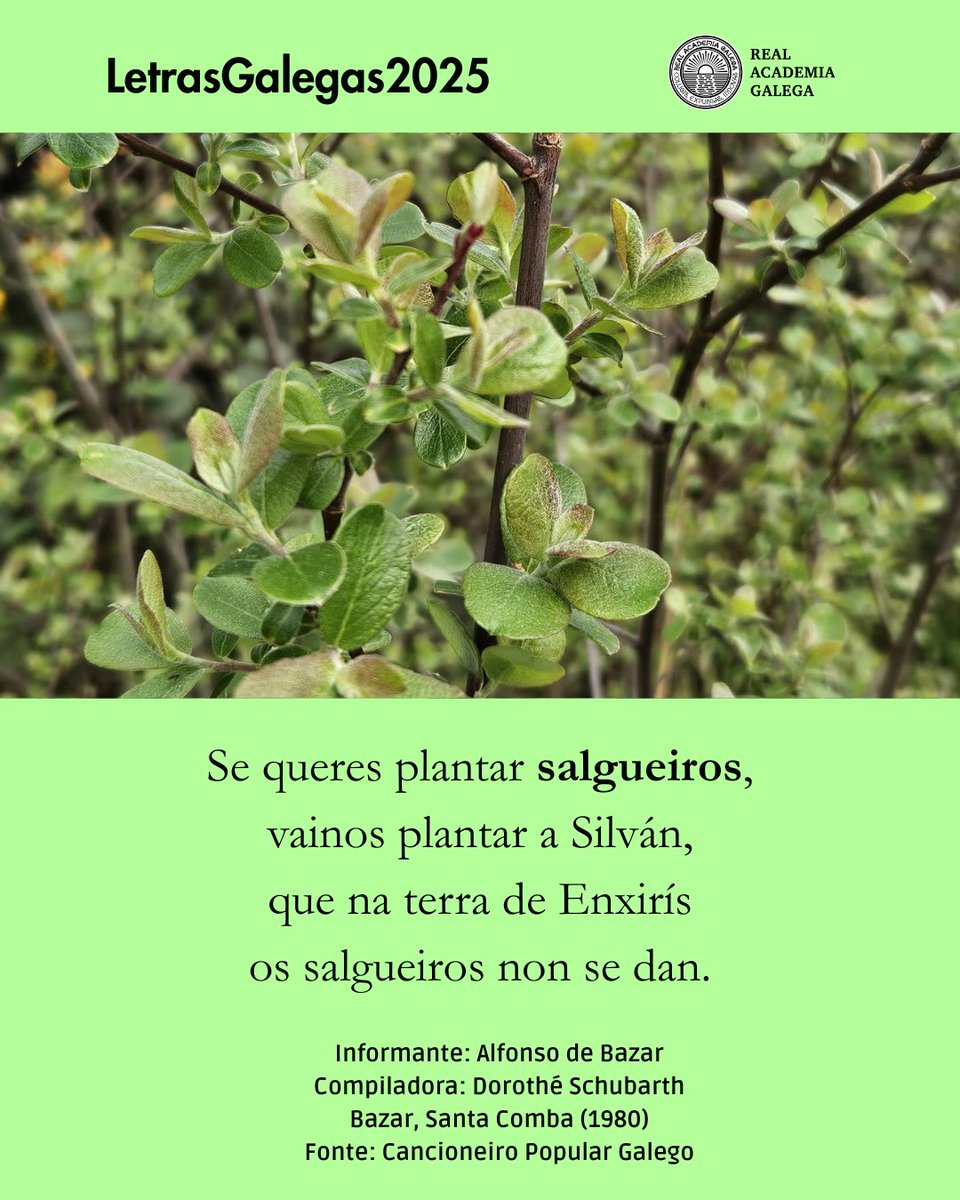 Se queres plantar salgueiros,
vainos plantar a Silván,
que na terra de Enxirís
os salgueiros non se dan.

Informante: Alfonso de Bazar
Compiladora: Dorothé Schubarth (Santa Comba, 1980)
Fonte: 'Cancioneiro popular galego'

#cantareiras #LetrasGalegas2025