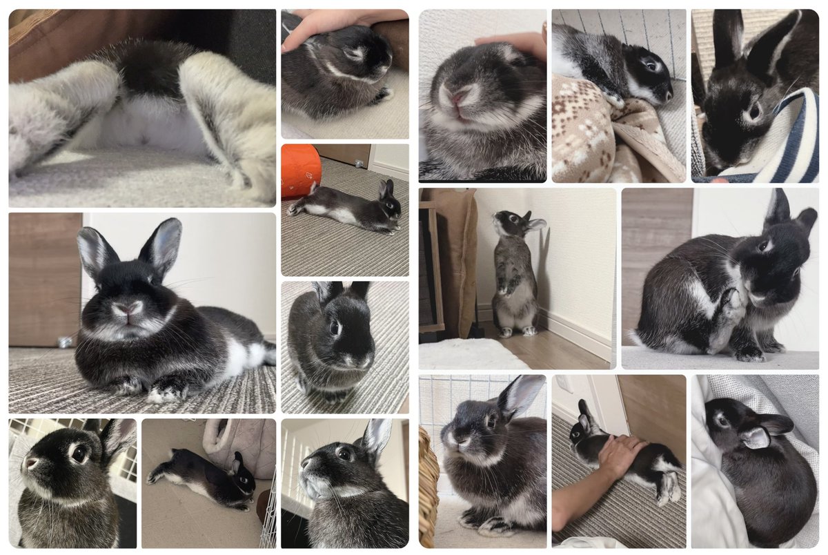 あっという間に1ちゃぃ🐰🖤