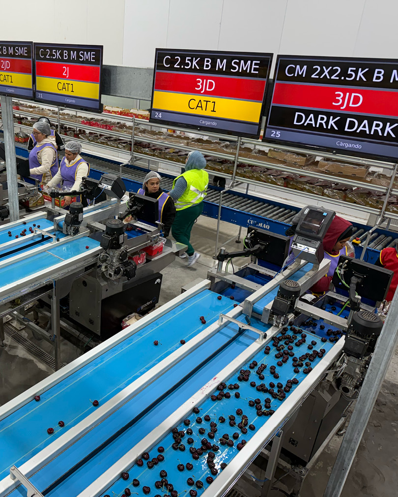 GPGraders's tweet image. It’s more of a partnership than a transaction... we work with you and your business, to achieve the best possibly outcomes for your harvested fruit.
--
#cherrysorting #cherrygrading #defectdetection #fruitgrading #superiorsortingtechnology #gpVision #VisionSorting