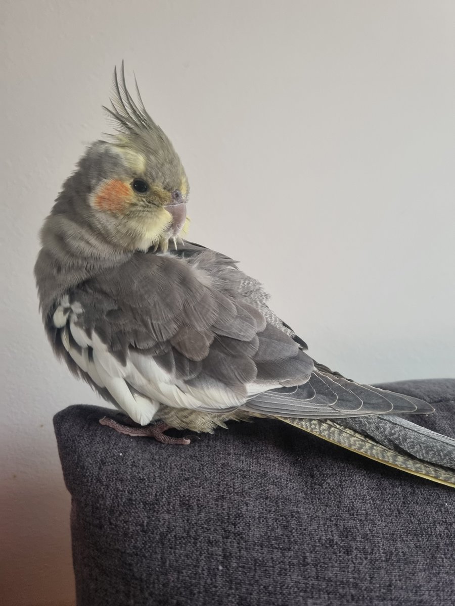 A stringfoot and cockatiel are under my care until respectively he recovers and if her owner is found. Wish me luck 🥲
