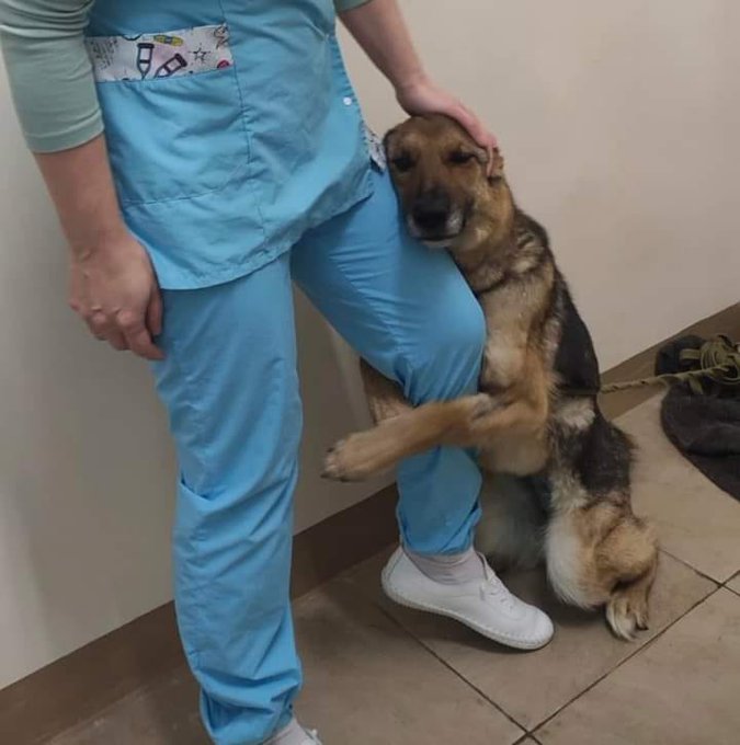 _XDogs's tweet image. Please don&apos;t move around without giving him some love! 🥹🥺