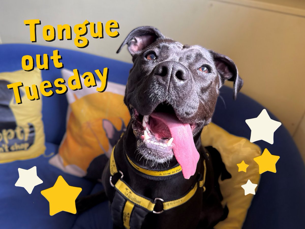 DogsTrust West Calder (Edinburgh) (@dt_westcalder) on Twitter photo Look at Kiwi's big tongue! 🤩 This happy girl is on the search for her furever home! 🏡 Read all about her and apply to adopt her on our website! 👉 bit.ly/44k6zVB
#TongueOutTuesday
#AdoptDontShop
#ADogIsForLife
<a href="/DogsTrust/">Dogs Trust 💛🐶</a> Look at Kiwi's big tongue! 🤩 This happy girl is on the search for her furever home! 🏡 Read all about her and apply to adopt her on our website! 👉 bit.ly/44k6zVB
#TongueOutTuesday
#AdoptDontShop
#ADogIsForLife
<a href="/DogsTrust/">Dogs Trust 💛🐶</a>