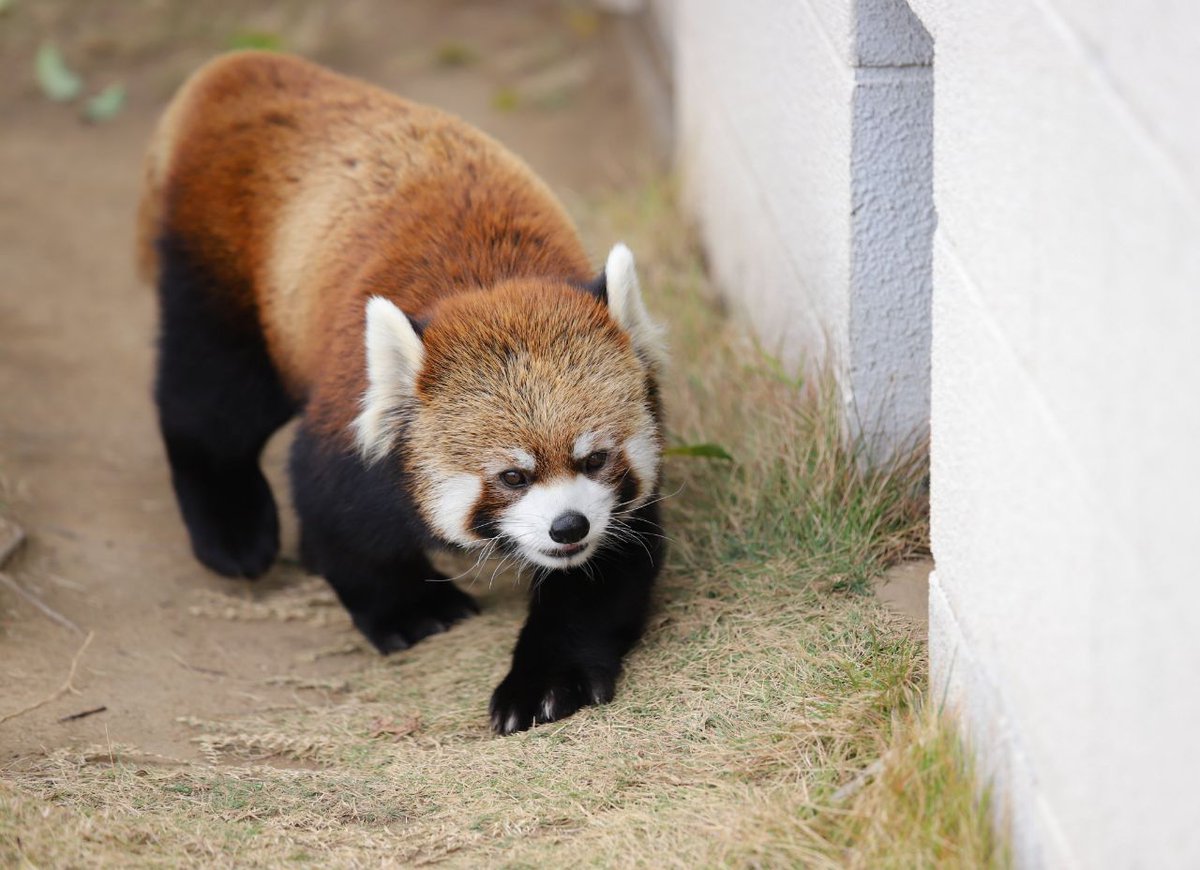 HourlyWah's tweet image. [🔗](api.tinyfox.dev/hourly/wahs/ph…)