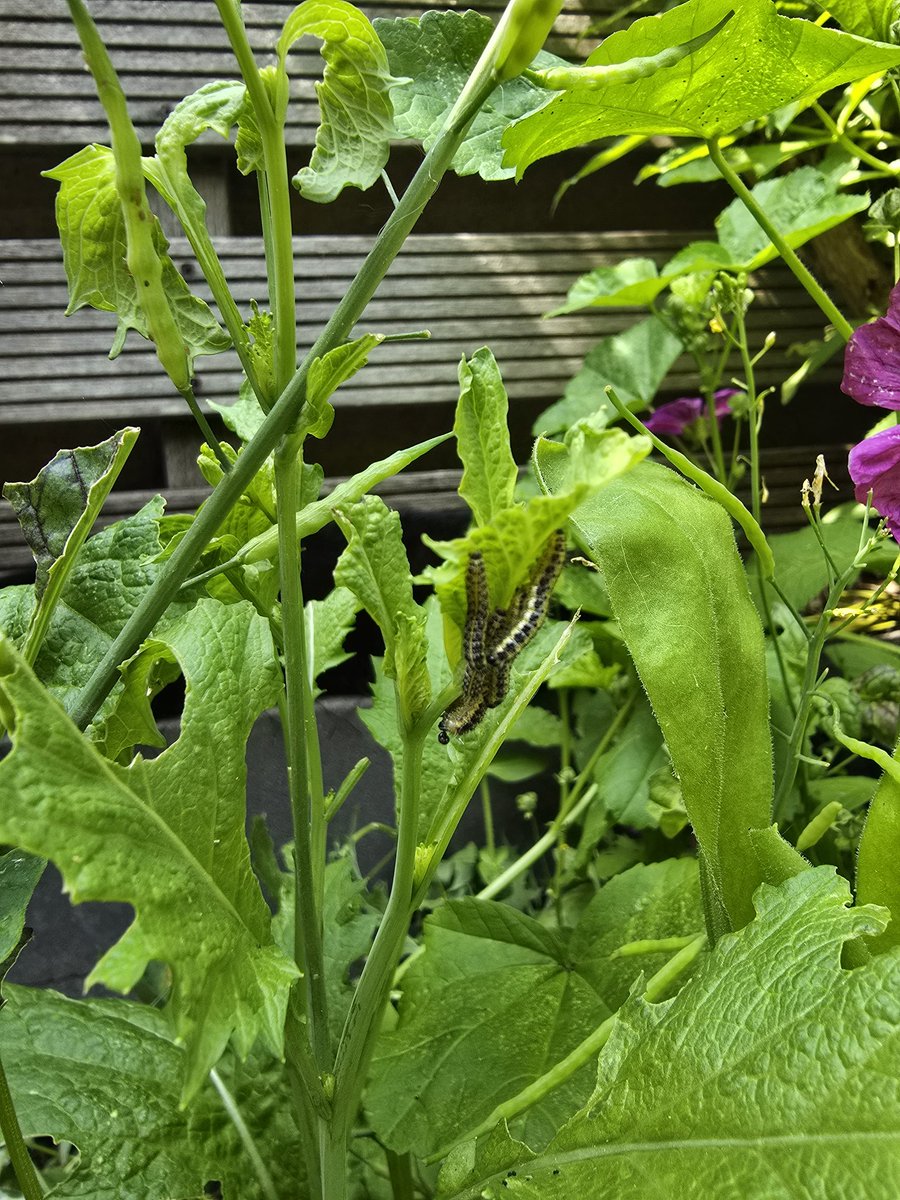 PlanetProgres's tweet image. Ten caterpillars in under 3 seconds.
After years of none.

Nature can recover — if we let her. 🌱🐛
#PlanetProgression #NoPesticides