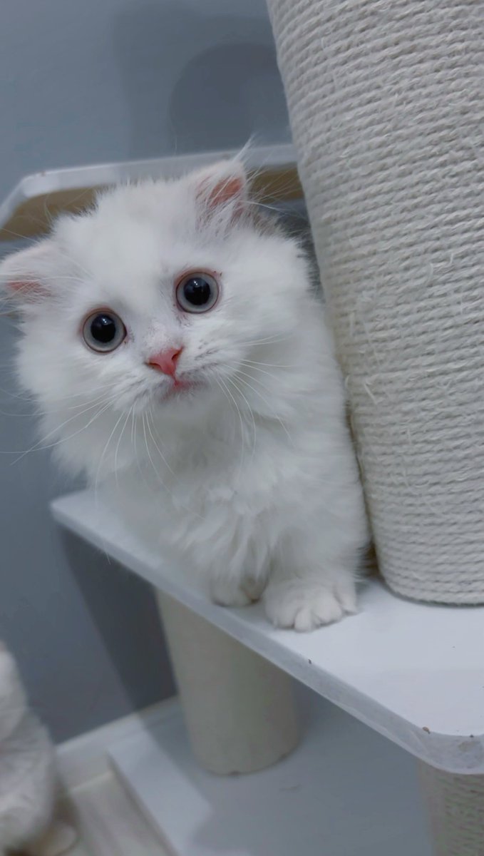 こんにちは！うちの子自慢をしていくアカウントを新しく作りました🐾

まったり甘えんぼで繊細なお姉ちゃんポンヌ(3歳♀)と、元気いっぱいで何事にも物怖じしない妹ルピナ(4ヶ月♀)
写真とイラストでふんわりした日々を綴っていきます。
よかったら #ぽんるぴ で見つけてくださいね。
#猫のいる暮らし