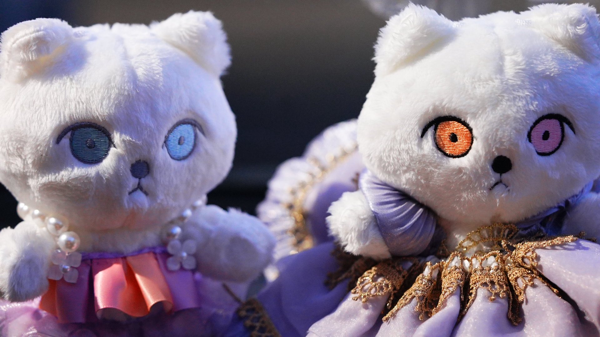babythree　特別目オッドアイ　洋服を着てる子猫 babythree 洋服着た猫 オッドアイ - メルカリ