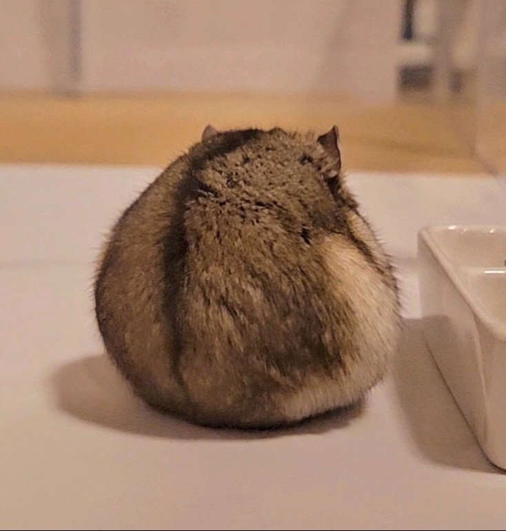 なんですかこれは