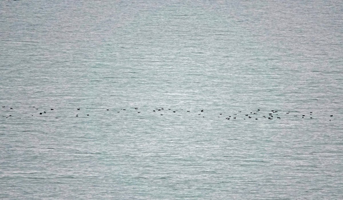 clennonvalley's tweet photo. 29/7/25 What a great morning @ #BerryHead highlights: finding a Long-tailed Blue, over 1100 Balearic Shearwater, 24 Manx, 1 E Storm Petrel, 2 Arctic &amp; 3 Pomarine Skuas, 21 Med Gulls, 150+ Common Dolphin, 7 Harbour Porpoise and 2 Roe Deer that almost said hello to me at the point! https://t.co/alcJPYDaMi