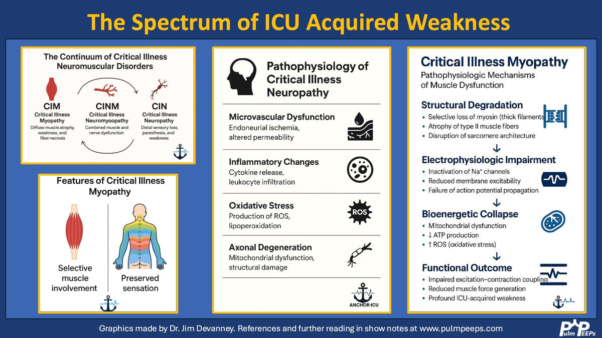 Pulm PEEPs (@pulmpeeps) on Twitter photo Listen to our latest episode about ICU Acquired Weakness out today with <a href="/PaisKalaila/">Kalaila Pais</a> and Jim Devanney.
Infographics about ICUAW below 👇
<a href="/WesElyMD/">WesElyMD</a> <a href="/DrDaleNeedham/">Dale Needham, MD, PhD</a> <a href="/CritCareReviews/">Critical Care Reviews</a> <a href="/BIDMC_IM/">BIDMC IM Residency</a> <a href="/AAPhysiatrists/">Assoc. of Academic Physiatrists (AAP)</a> <a href="/ATSCritCare/">ATS Crit Care</a> <a href="/CHESTCritCare/">CHEST Critical Care Network</a> Listen to our latest episode about ICU Acquired Weakness out today with <a href="/PaisKalaila/">Kalaila Pais</a> and Jim Devanney.
Infographics about ICUAW below 👇
<a href="/WesElyMD/">WesElyMD</a> <a href="/DrDaleNeedham/">Dale Needham, MD, PhD</a> <a href="/CritCareReviews/">Critical Care Reviews</a> <a href="/BIDMC_IM/">BIDMC IM Residency</a> <a href="/AAPhysiatrists/">Assoc. of Academic Physiatrists (AAP)</a> <a href="/ATSCritCare/">ATS Crit Care</a> <a href="/CHESTCritCare/">CHEST Critical Care Network</a>