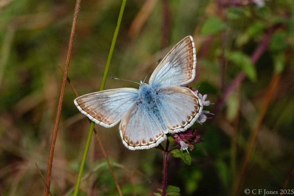 Craig Jones (@craig63jones) on Twitter photo Chalkhill Blue. Aston Rowant NNR 25/7/25
<a href="/RowantNNR/">AstonRowantNNR</a> <a href="/UpperThamesBC/">BC Upper Thames</a> <a href="/savebutterflies/">Butterfly Conservation ๐ฆ</a> Chalkhill Blue. Aston Rowant NNR 25/7/25
<a href="/RowantNNR/">AstonRowantNNR</a> <a href="/UpperThamesBC/">BC Upper Thames</a> <a href="/savebutterflies/">Butterfly Conservation ๐ฆ</a>