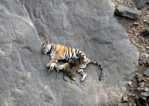 On #InternationalTigerDay, my click from a cliff in Panna in 2011.
Zoom in.