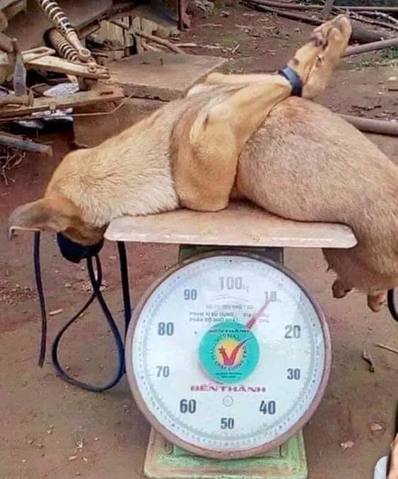 Bapak ahmed suryanto (@bapak7189) on Twitter photo I will not stop of posting exposing #china barbaric cruelty to dogs and cats. They eat dogs. These people are nasty, despicable, repulsive, and low-life criminal thugs. May they CHOKE for every dog and cat meat they eat! <a href="/PhaedraXTeddy/">Phaedra</a> <a href="/ECOAlphaTango/">αTYGER Ⓥ 🇺🇸</a> <a href="/ElenaHaskins/">Elena Haskins, Authentic American</a> <a href="/yuceltanay53/">yücel tanay</a> I will not stop of posting exposing #china barbaric cruelty to dogs and cats. They eat dogs. These people are nasty, despicable, repulsive, and low-life criminal thugs. May they CHOKE for every dog and cat meat they eat! <a href="/PhaedraXTeddy/">Phaedra</a> <a href="/ECOAlphaTango/">αTYGER Ⓥ 🇺🇸</a> <a href="/ElenaHaskins/">Elena Haskins, Authentic American</a> <a href="/yuceltanay53/">yücel tanay</a>