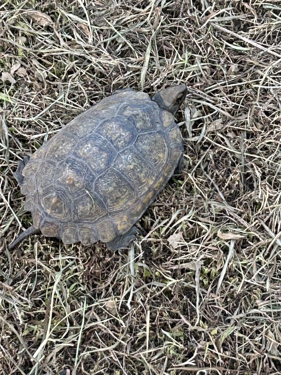 Lucife_DC's tweet photo. 車道に“野良ガメ”出現🐢
ひかれたら危ないと思って助けようとしたら…

想像の3倍の速さ💨
カメって、そんな走るん！？

とりあえず助けて、渾身の写メ📸を娘に送った。
👧「キモい」！って言われた…🥶

 #カメックスもビックリ
#野良カメ
#娘の一言
#できるを広げたい
#ポケモン好きと繋がりたい https://t.co/gNmMPeUX0p
