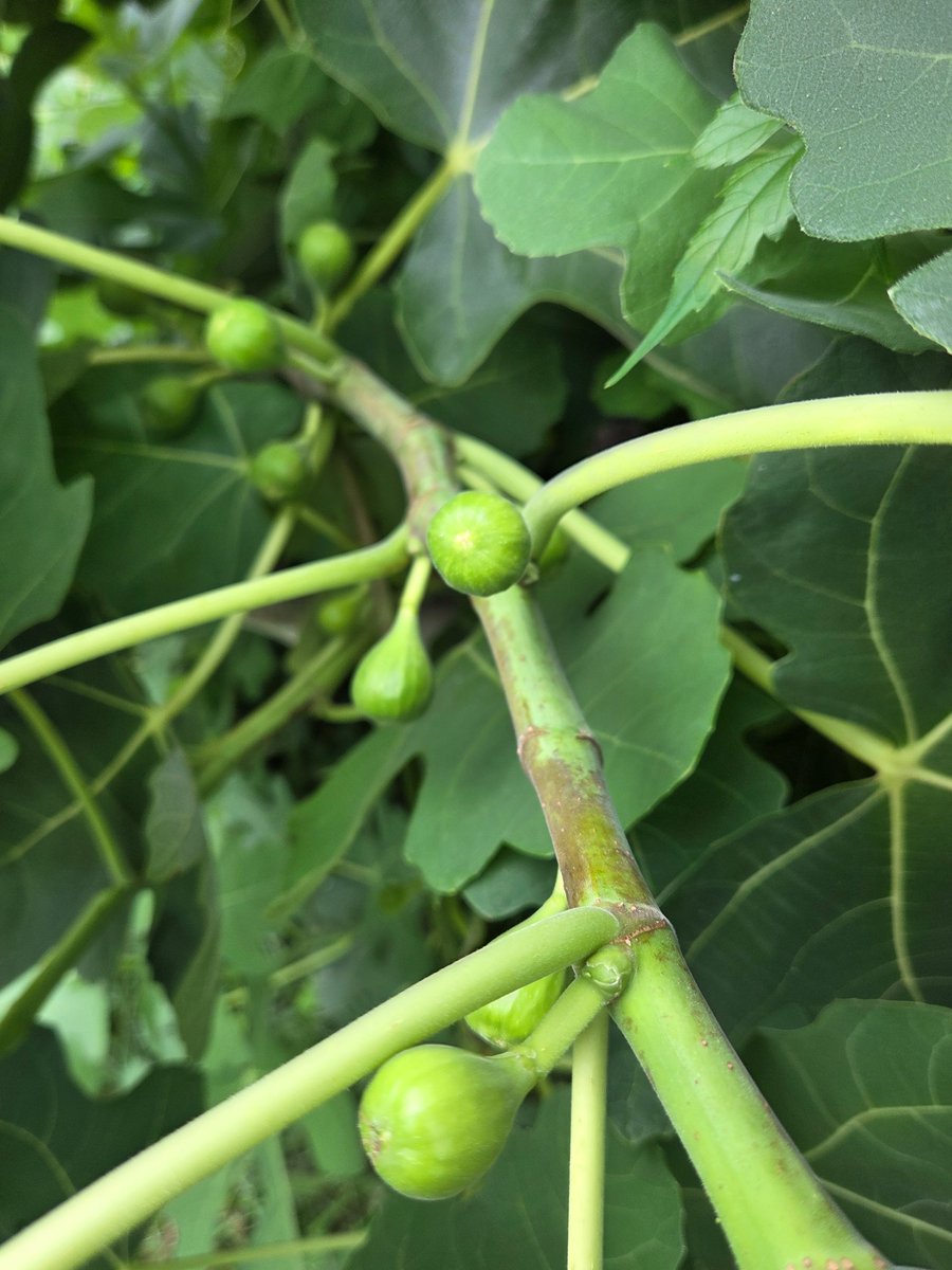 Obs_Dave's tweet image. Gm
Tyr&apos;s Day is here and it&apos;s another hot and humid. This weekend is forecast for some much needed relief. Blackberries are about over, spring potatoes are done. Come August and I will be starting cabbage for the fall. My first serious attempt at a fall garden
Figs soon