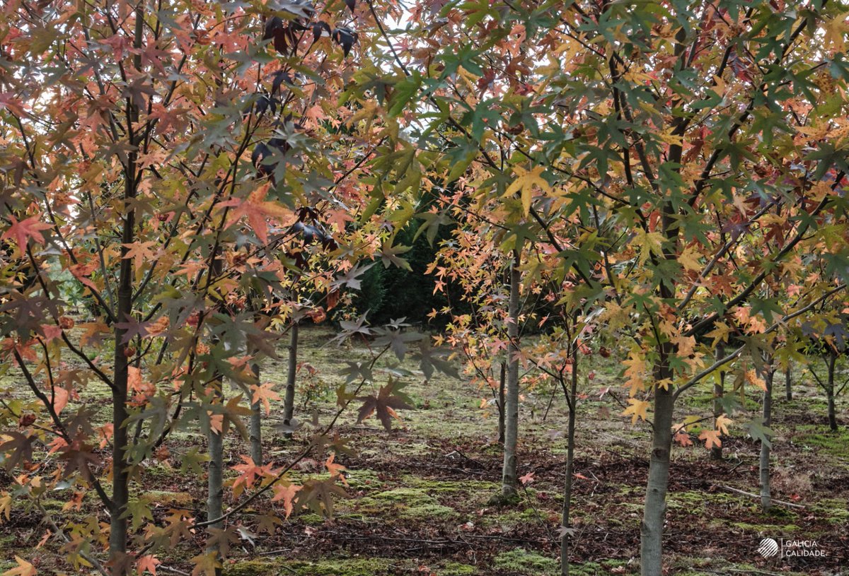🌳 Estelas da Terra, over 15 years highlighting the value of nature from the roots up 🌱

💚 A cooperative project that carries the #GaliciaCalidade seal as a guarantee of its commitment to excellence, sustainability, and respect for the land.

<a href="/Turgalicia/">Turismo de Galicia</a> #ConSeloGaliciaCalidade