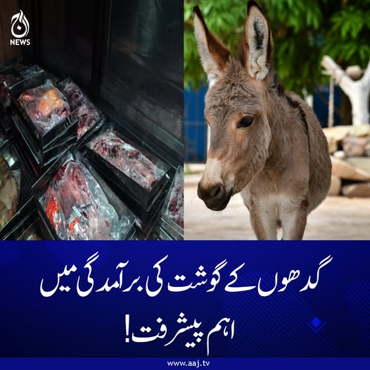 Aaj_Urdu's tweet photo. گدھے پنجاب اور خیبرپختونخوا کے مختلف علاقوں سے اسلام آباد منتقل کیے جا رہے تھے، ذرائع
مزید پڑھیئے: https://t.co/GJkAwCLWWn
#AajNews #donkeymeat #donkey #Rawalpindi #islamabad #fakemeat #foodsafety #MeatInspection #HealthAlert #PublicWarning #illegalmeat https://t.co/iE4Z5osBEZ