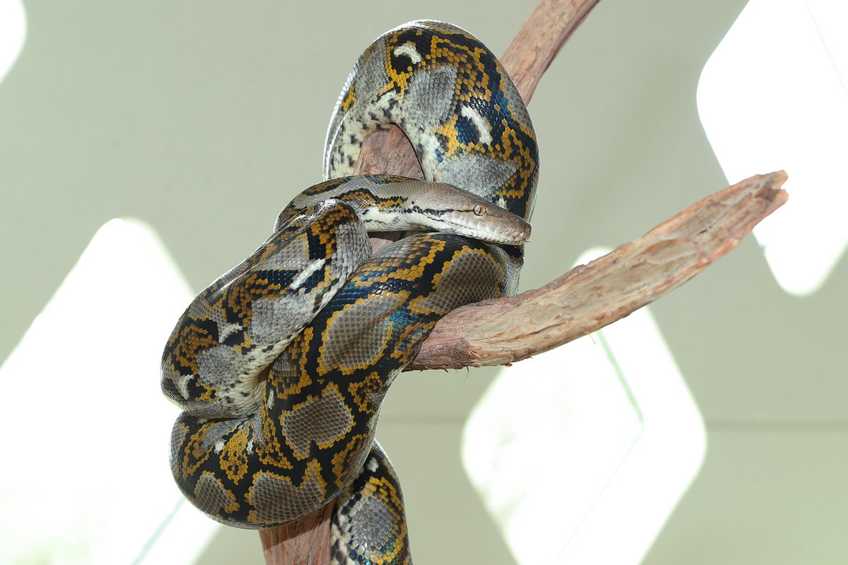 Reptile Encounter🐍 = A MUST without a doubt😎✌️
⏰: 4 PM | Daily
📍: Sheikh Zayed Desert Learning Centre
#AlAinZoo