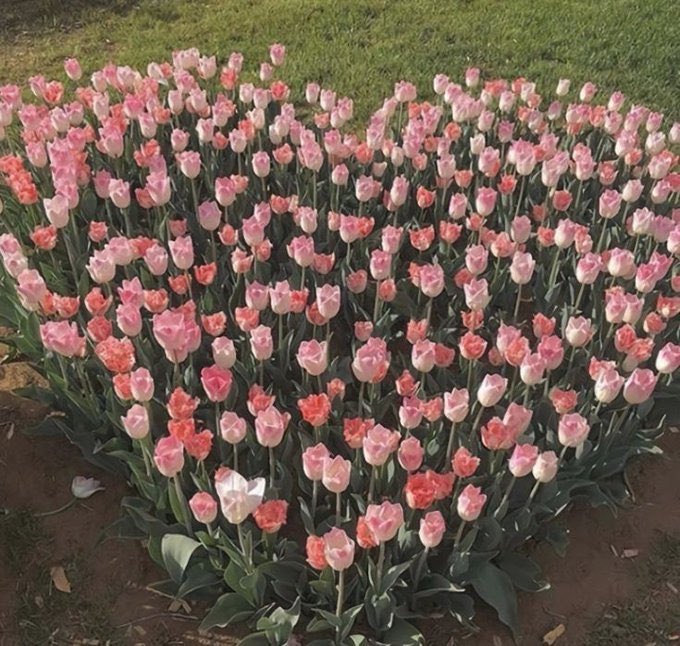 <a href="/USA4ever65/">🇺🇲 Lisa ⚔️ Angel Guardian🛡️🇺🇲</a> Good morning☕ have a blessed Tuesday🌹 🙏🌹