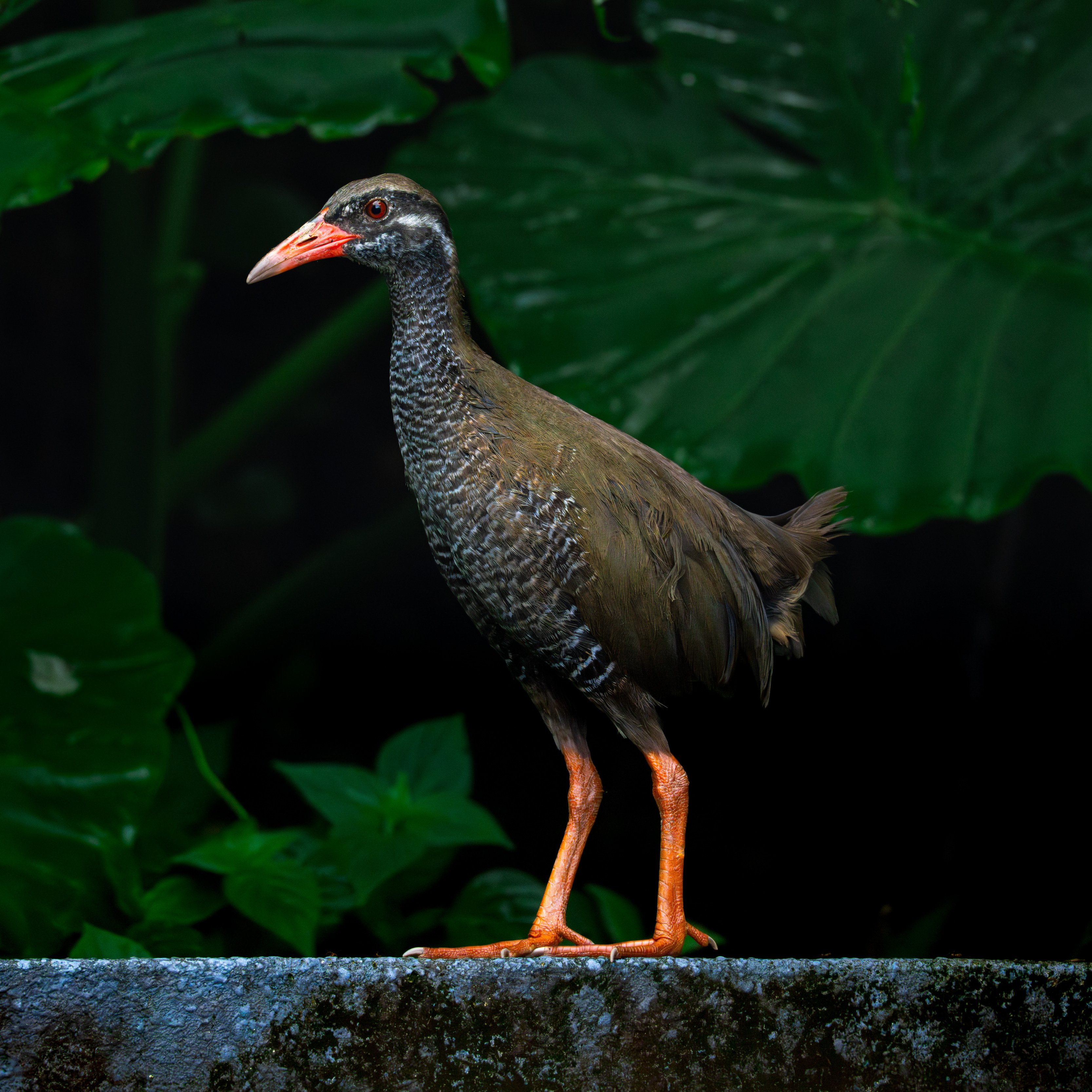 岸本ウラチ　ヤンバルクイナ 岸本ウラチ 漆喰人形 ヤンバルクイナ オキナワイシカワガエル