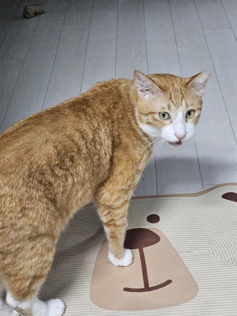 Zzing_zzing_ii's tweet image. 오늘 늦게 왔다고  계속 호통중. 

누나도 프라이버시라는게 있어. 제발. 화장실 앞에서는 참아줘.