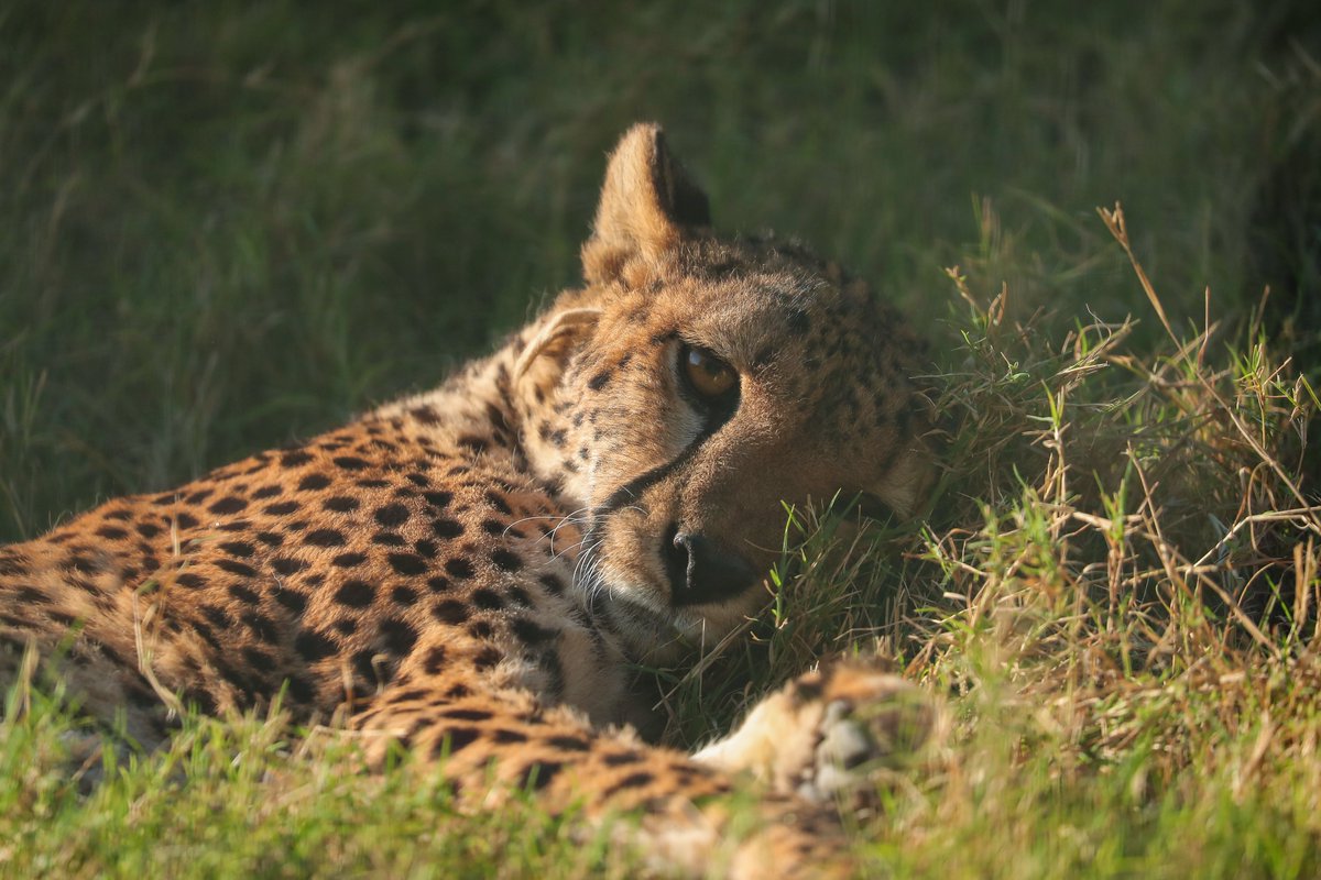 To dreamland off you go💚💤
#AlAinZoo