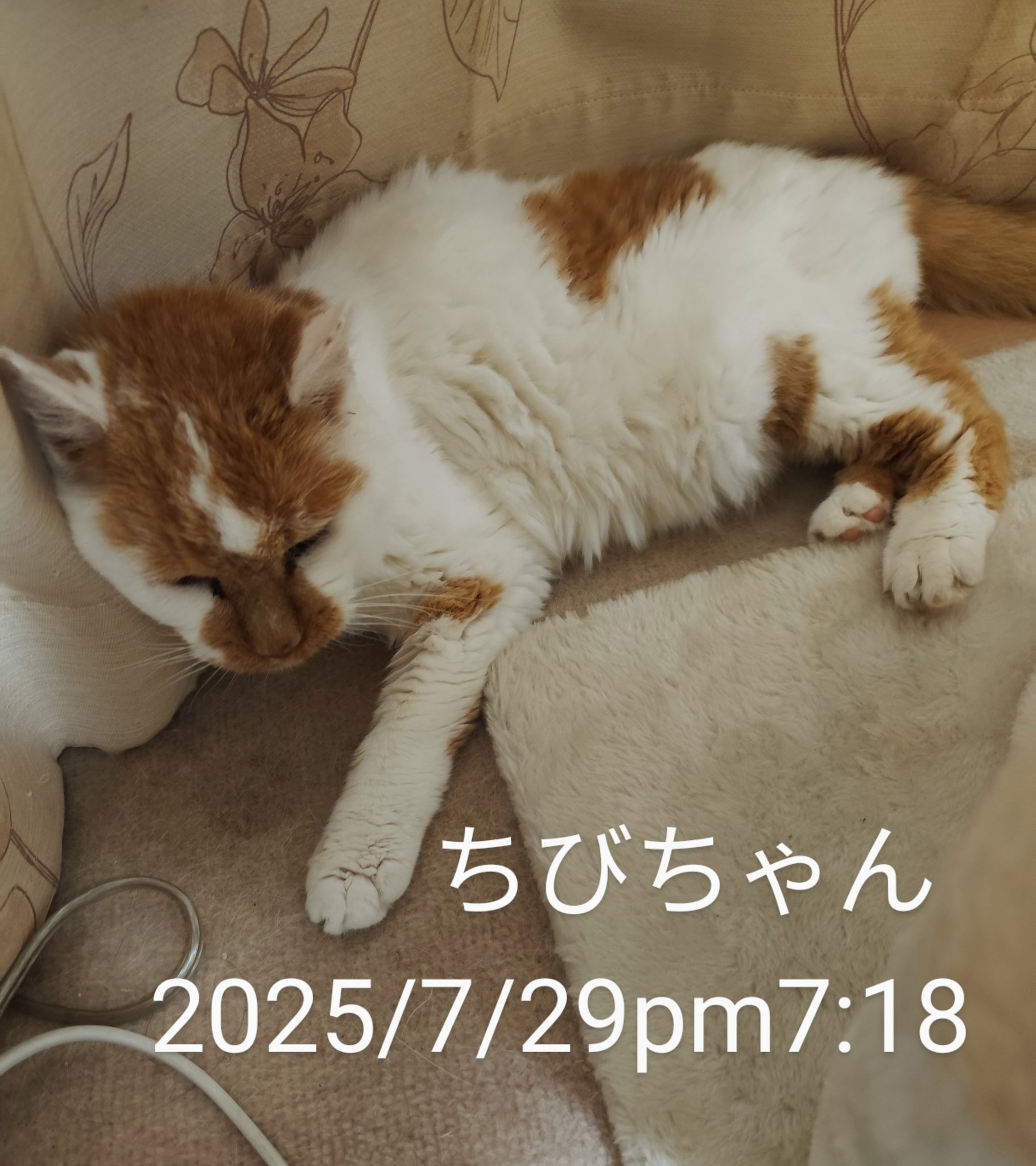 ちびねこ　0504 しずり🍧 C106(日)東4 メ-01a on X: 
