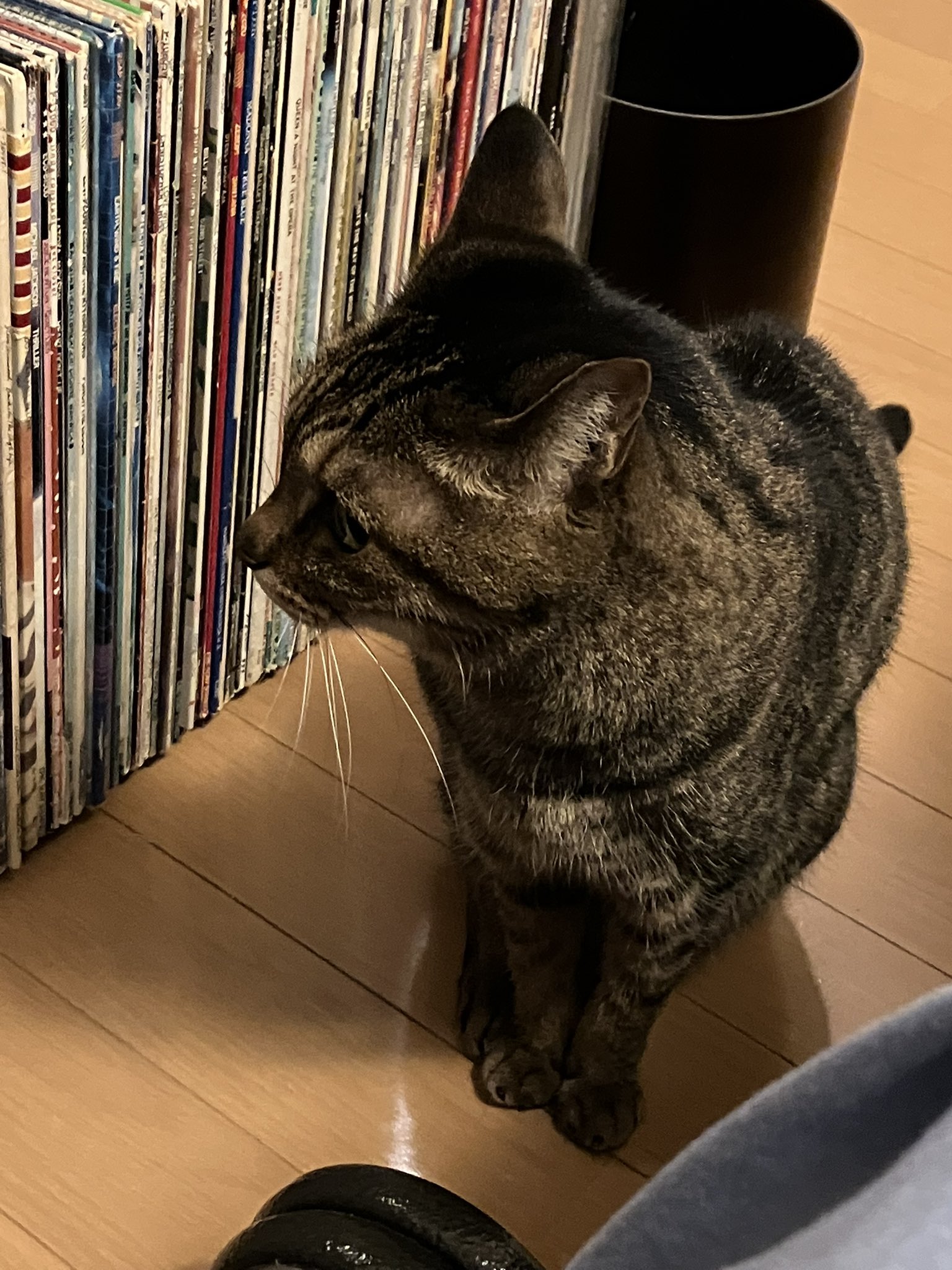 猫 猫に蛸 43 ＆ 招き猫 8 セット | いいべっす山形
