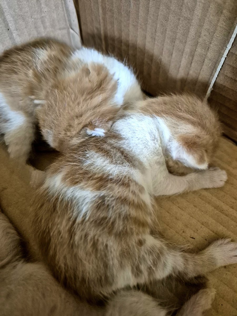 Да ви пуштам дневна доза слаткоќа од кај братучетка ми.