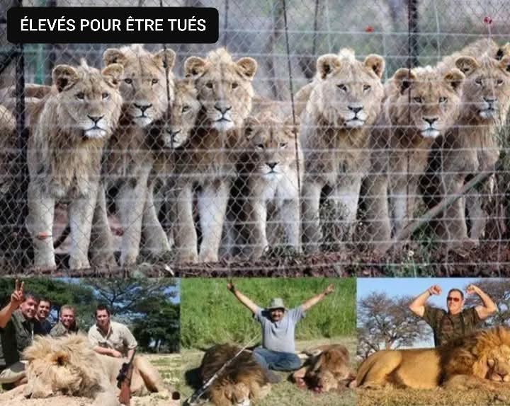 Ces magnifiques animaux sont élevés pour être tués par la "lie de l'humanité" 😡😡😡