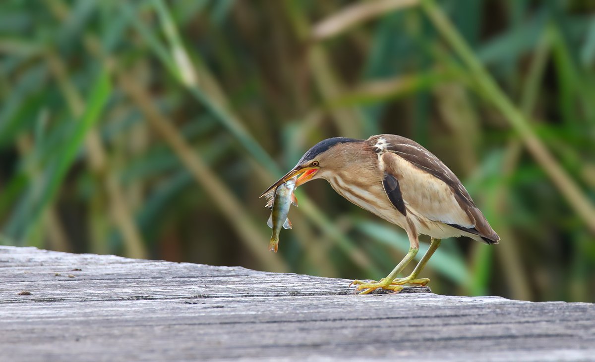 "‘Catch      of the day’—vers geserveerd uit de vijver! 🐟"
#Woudaap      #Vogelspotten #Natuurfotografie